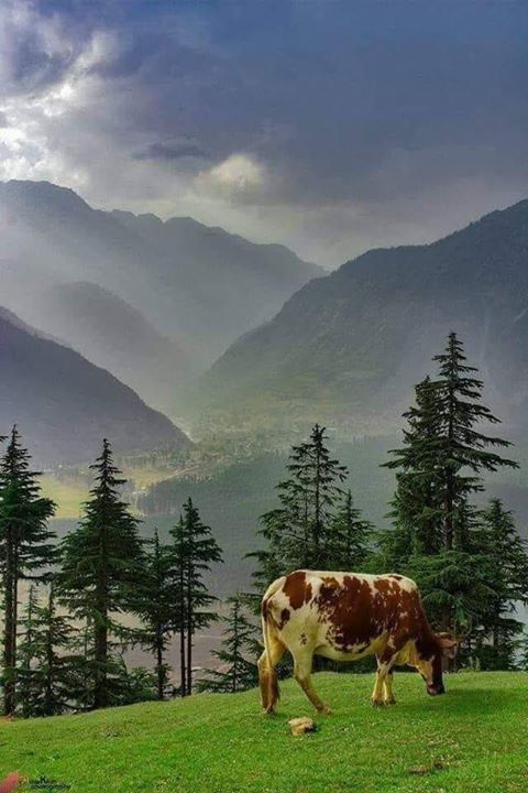 boyun village meadow