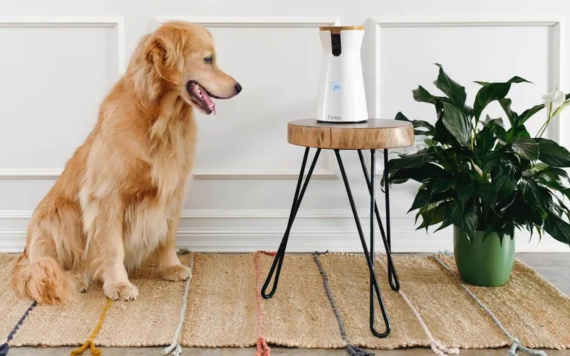 Pet Camera Amazon